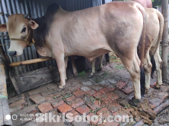 গরু